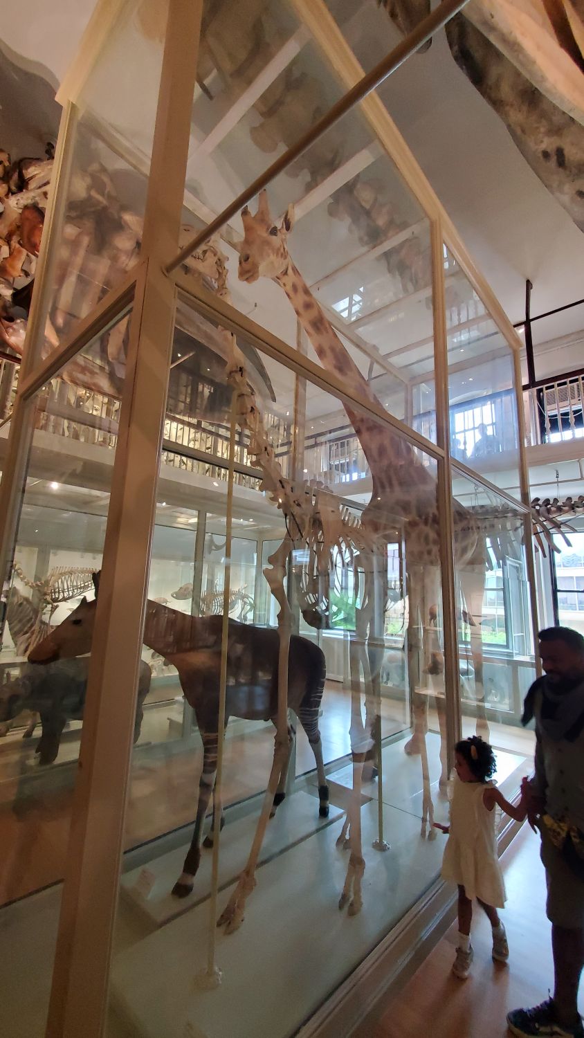 Harvard Museum 